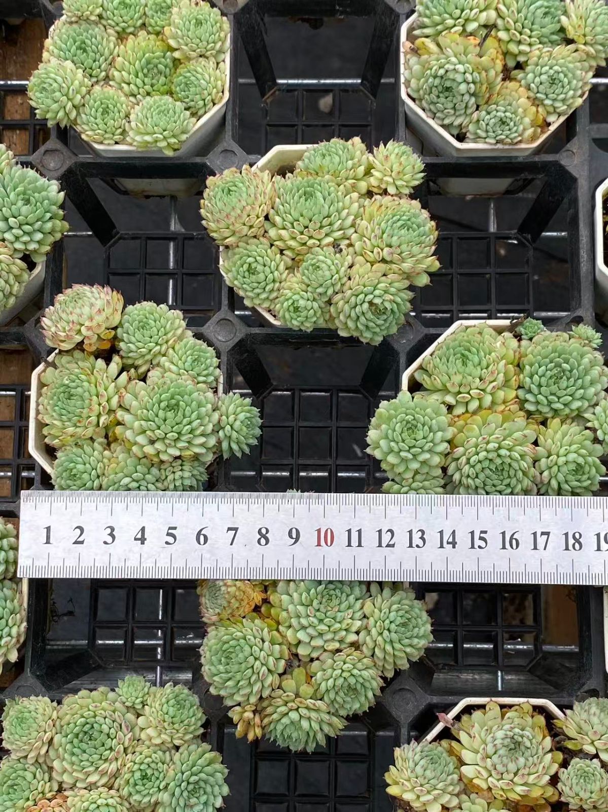 ZM1741×25 ヴィンセント カトー 抜き苗 多肉植物 アエオニウム エケベリア 韓国苗