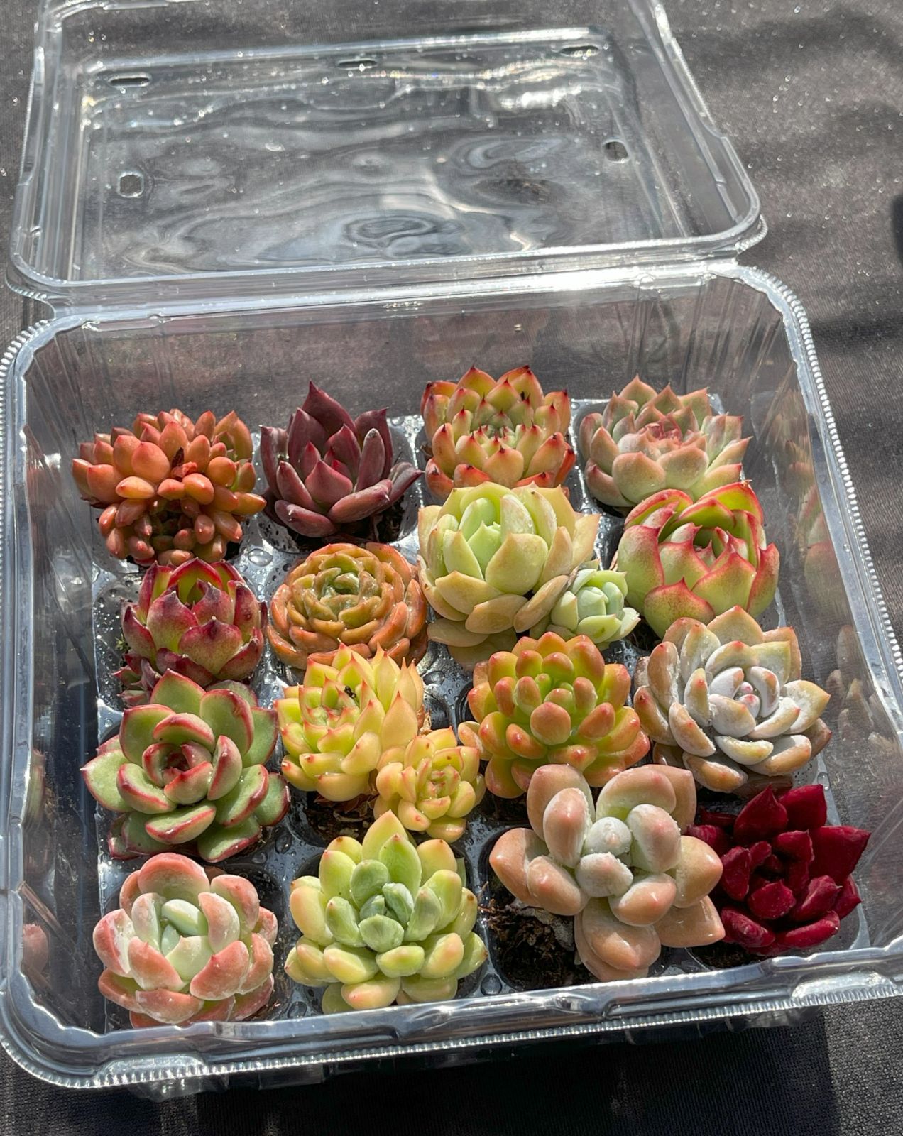 多肉植物 韓国苗 エケベリア MIX100苗セット 画像のセット 可愛い16苗セット エケベリア 土と根付きの苗 多肉植物 送料無料