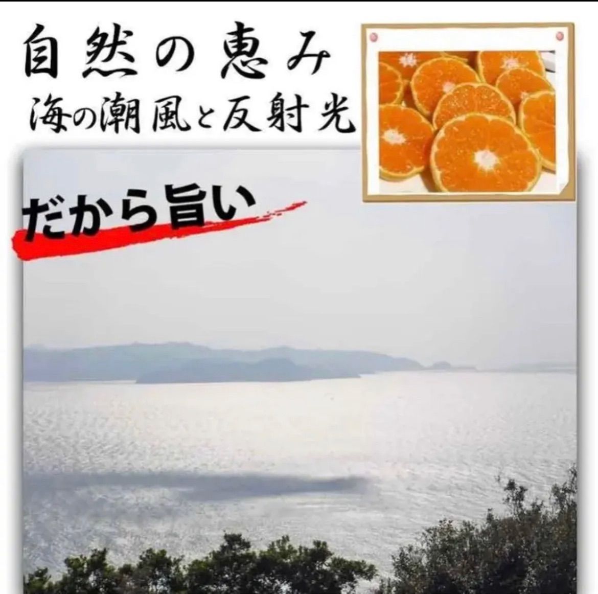 10キロ 和歌山有田みかん