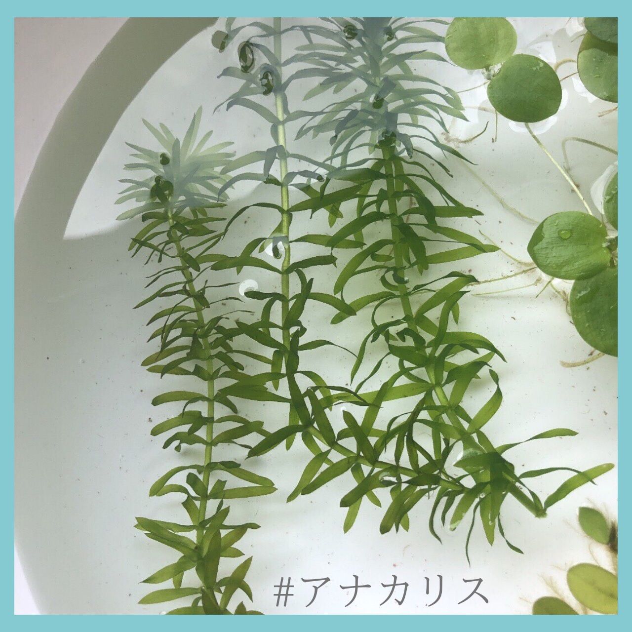 メルカリ便 メダカが喜ぶ 水草3種類セット - メルカリ