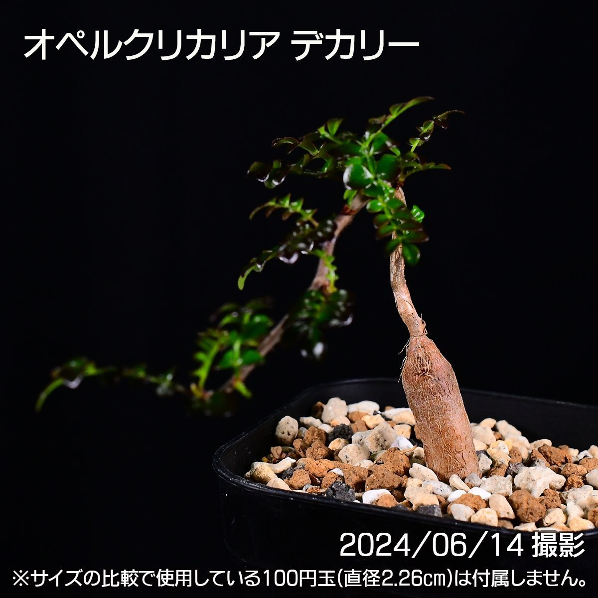 3A9 実生 オペルクリカリア デカリー コーデックス 塊根植物 オペルクリカリアデカリー - メルカリ