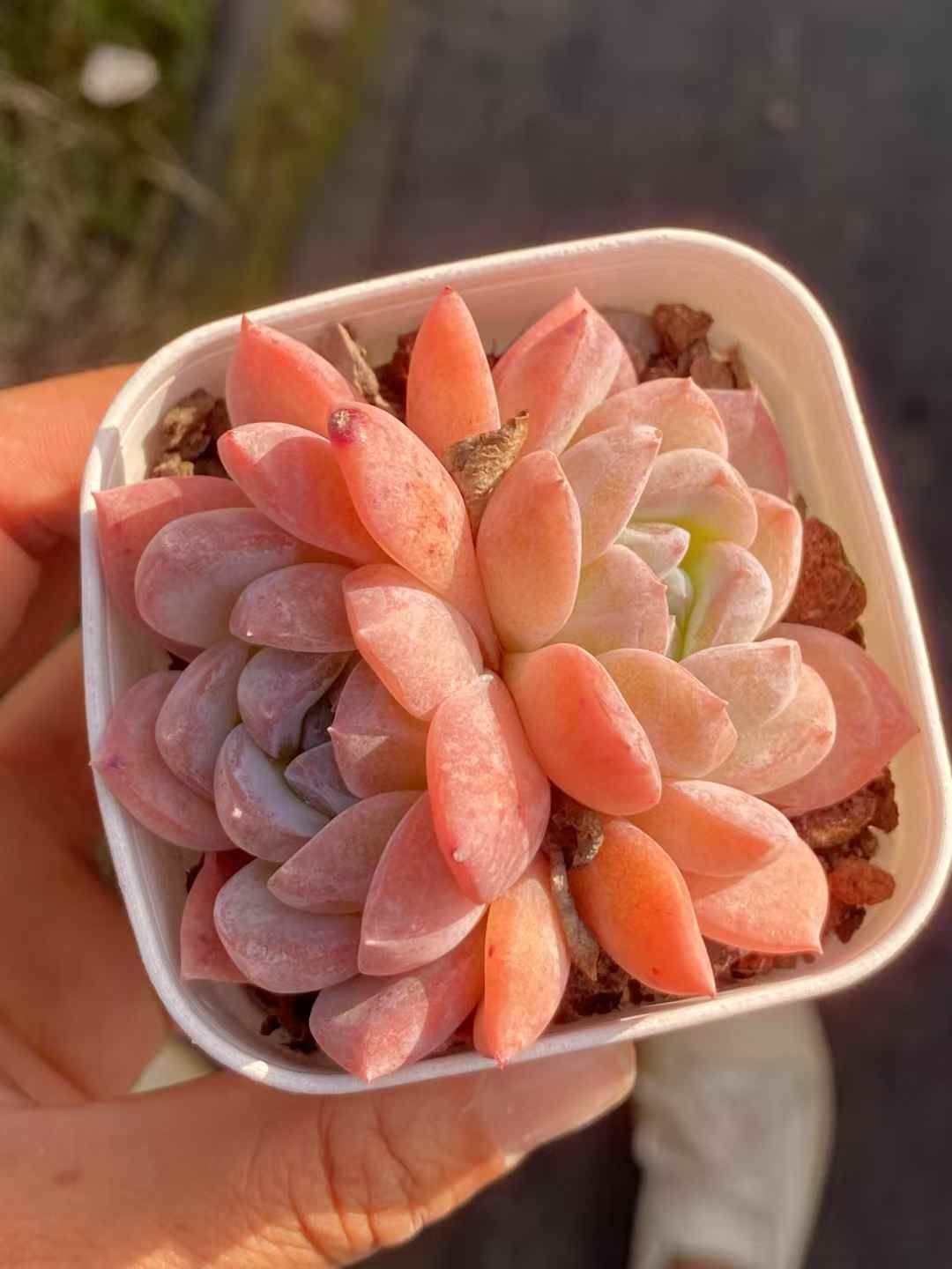 アリエル錦　抜き苗　速達付き 多肉植物 ❁︎アリエル錦 抜き苗 【公式通販】