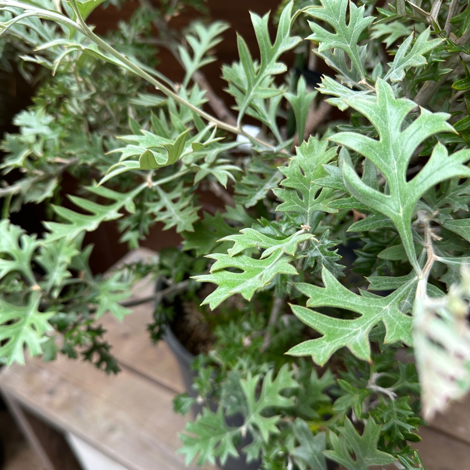 ④グレビレア ロック ウィリシー 原種 10号 大株 支柱付き 希少 - メルカリ