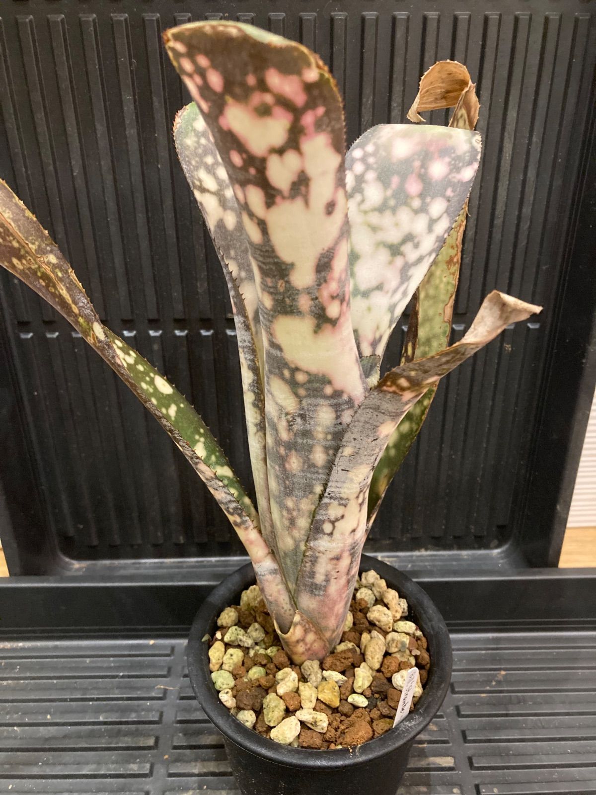 ビルベルギア ドミンゴス マルティンス × ブラックパール ビルベルギア