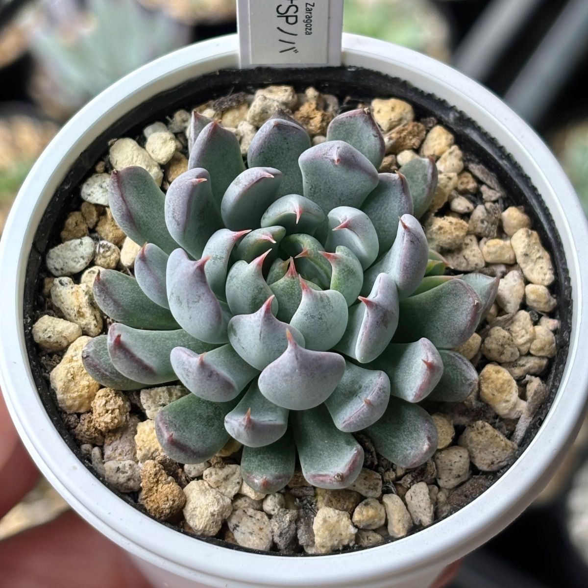 ☆超レア美苗！☆ザラゴーサSPノバ（子株付き）多肉植物（土