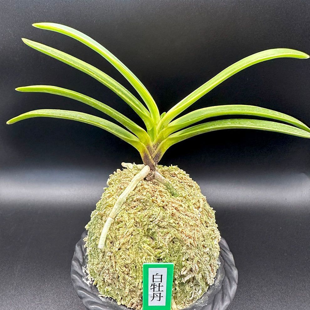 富貴蘭　白翁 富貴蘭 白牡丹 1本立 はくぼたん T598 フウキラン 蘭 花 - メルカリ