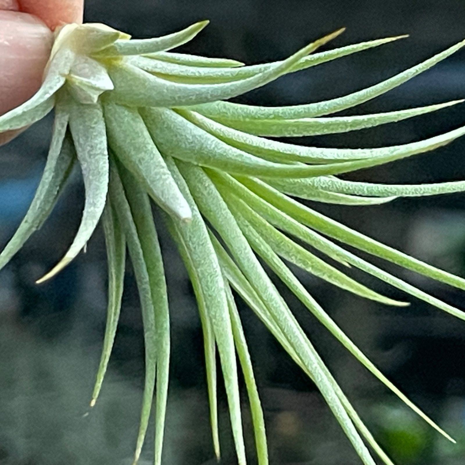 チランジア イオナンタ ファットボーイ Tillandsia ionantha