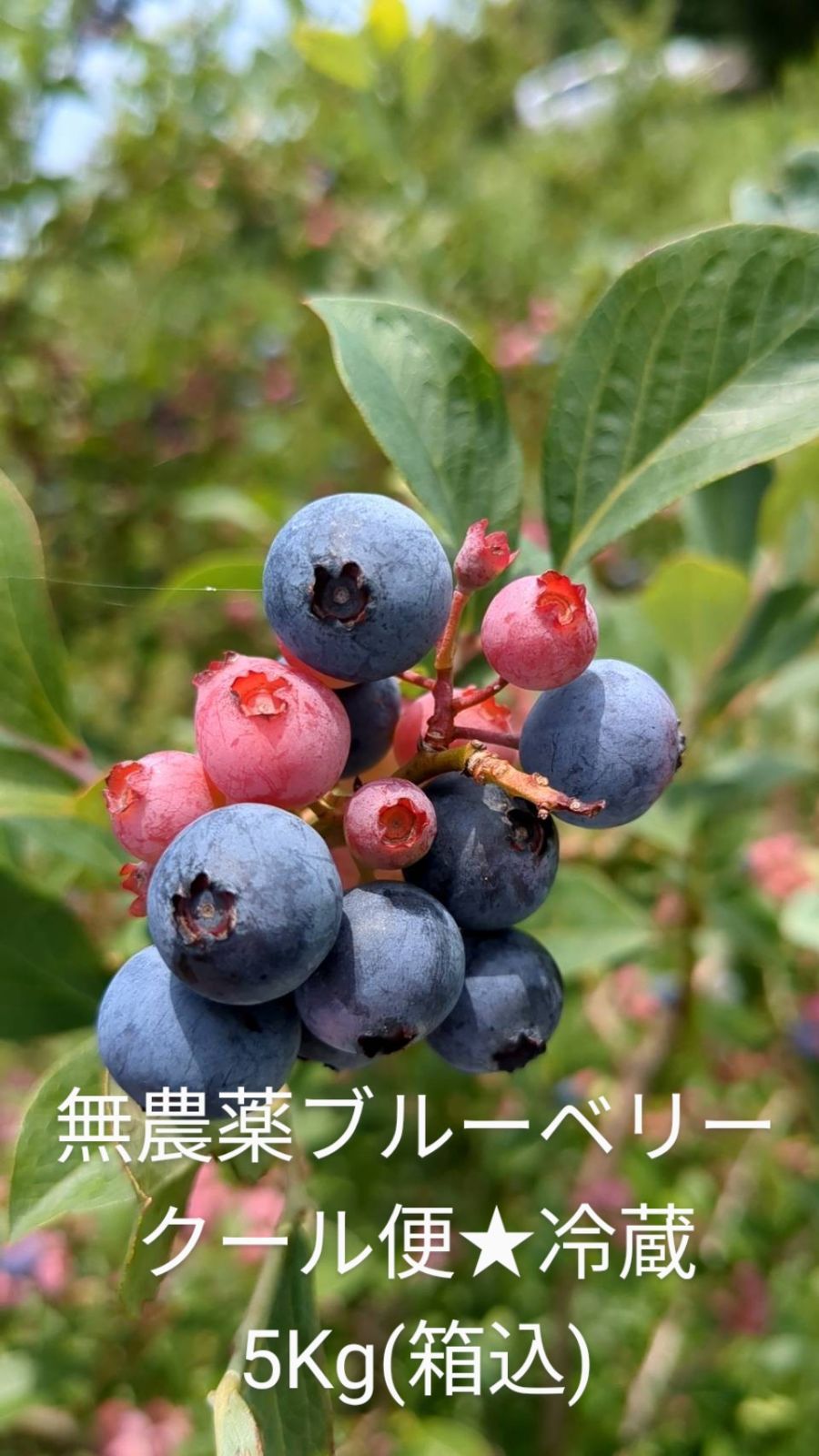 桜瑪瑙 旬の時期です♡クール便送料込み 無農薬生ブルーベリー1.8kg 9