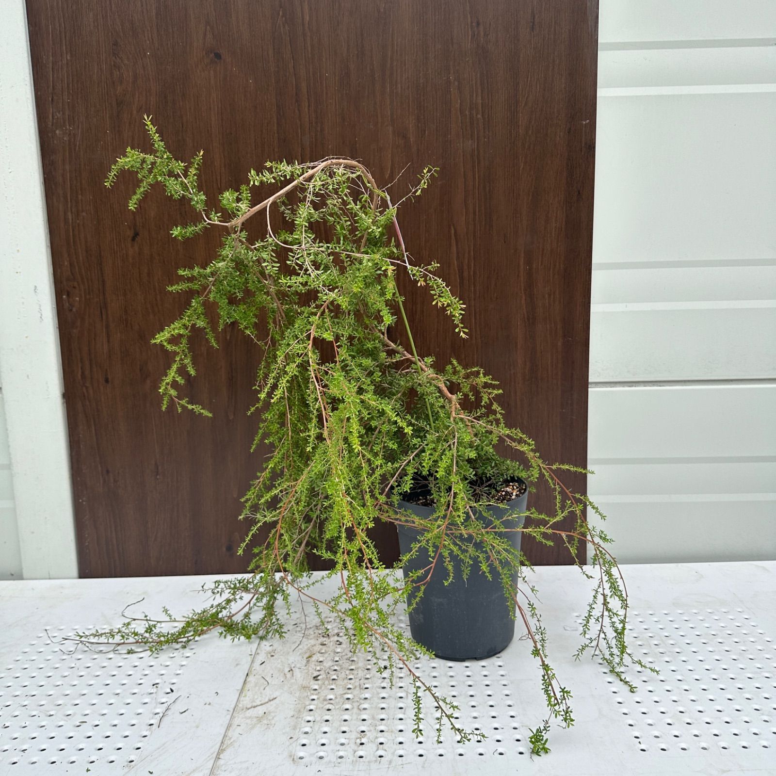 現品】④ レプトスペルマム バーチカルドロップ 6号 ティーツリー