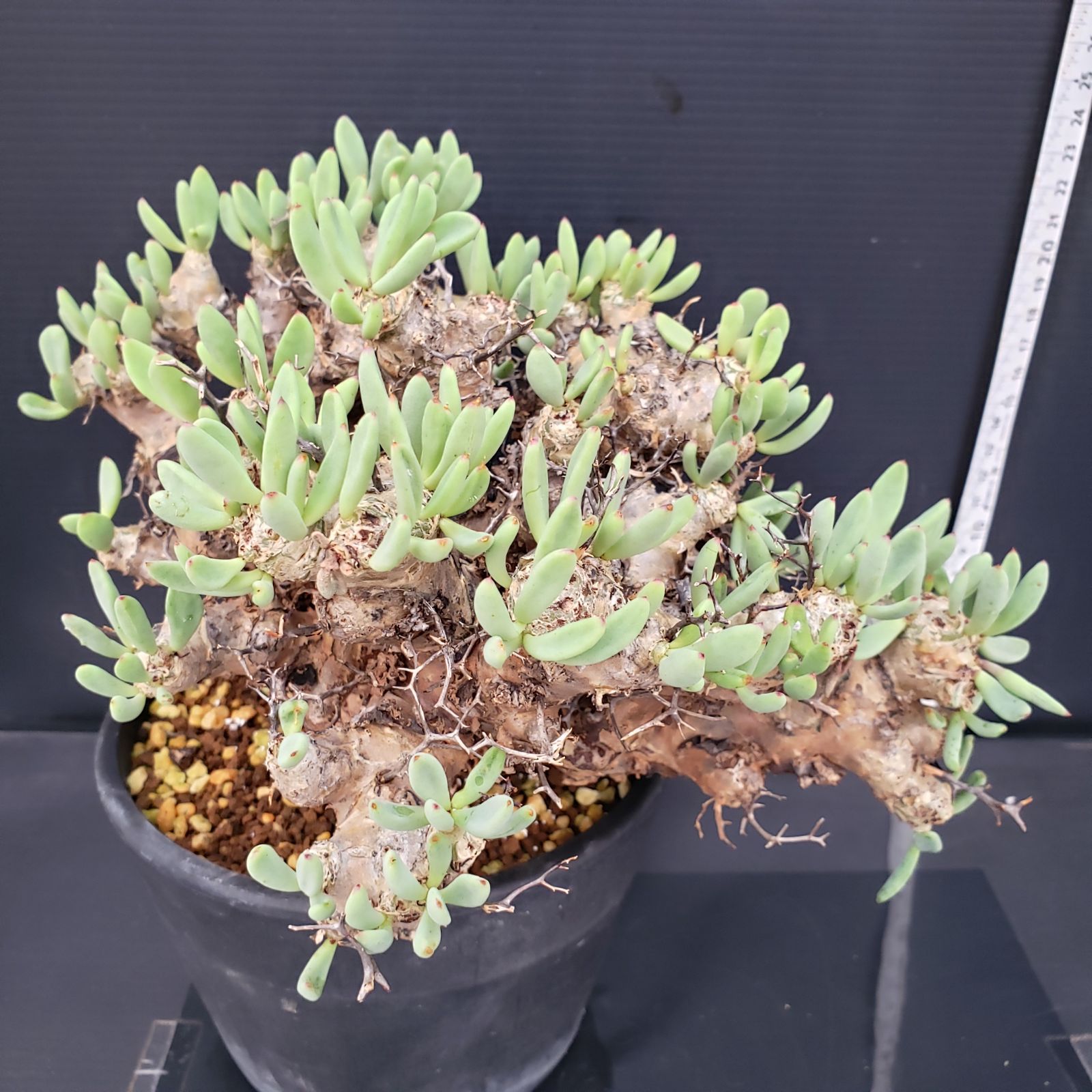 実生塊根！　万物想　チレコドン　多肉植物　塊根植物　レティキュラータス N599【自社養生株】チレコドン レティキュラータス 万物想（L