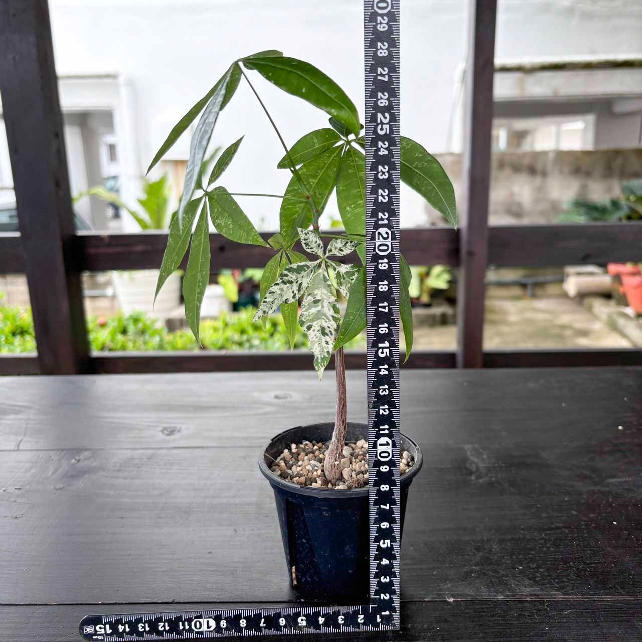 パキラ ミルキーウェイ 16 パキラ・ミルキーウェイ - Collection