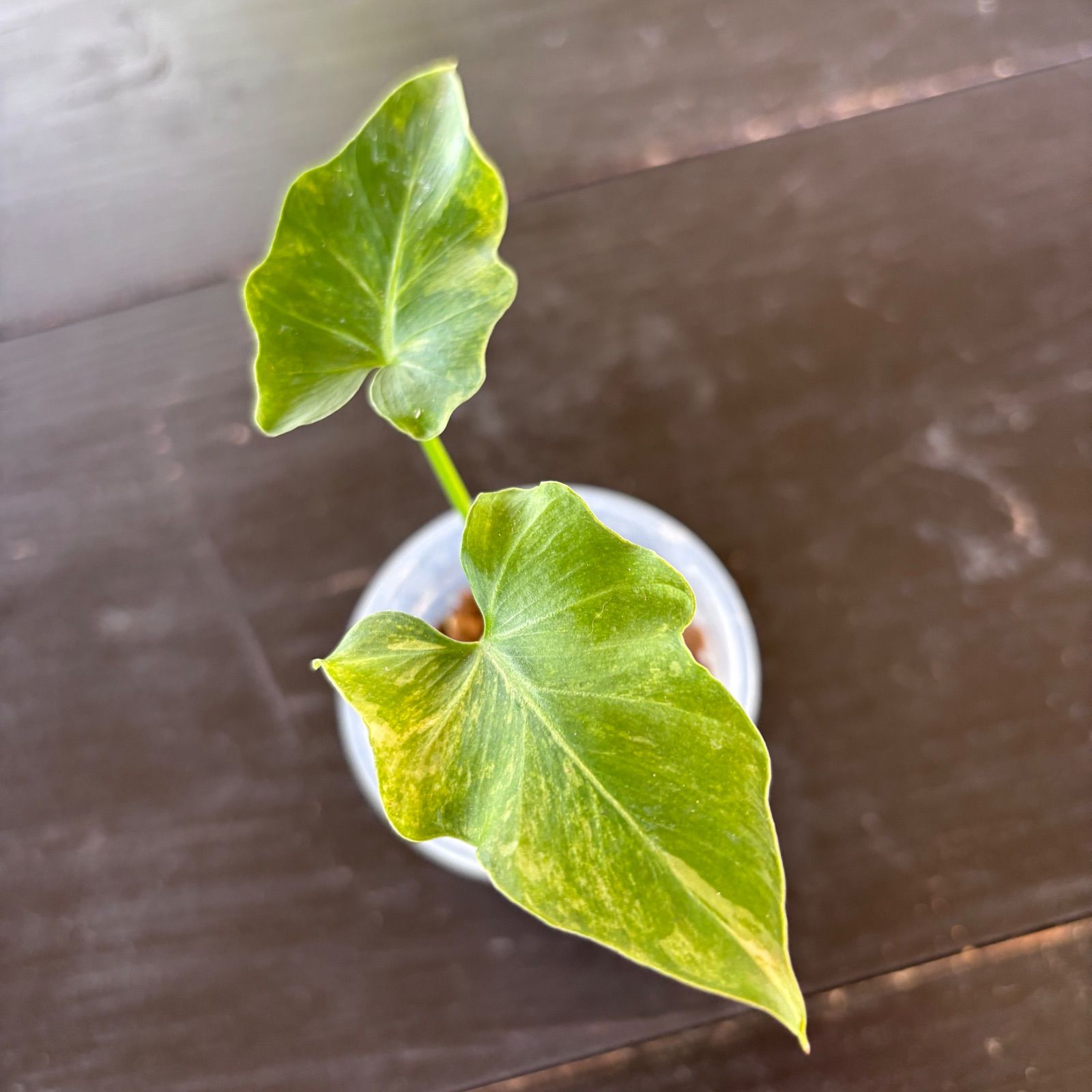 フィロデンドロン　セローム　斑入り フィロデンドロン セローム 斑入り 斑入り フィロデンドロン セローム