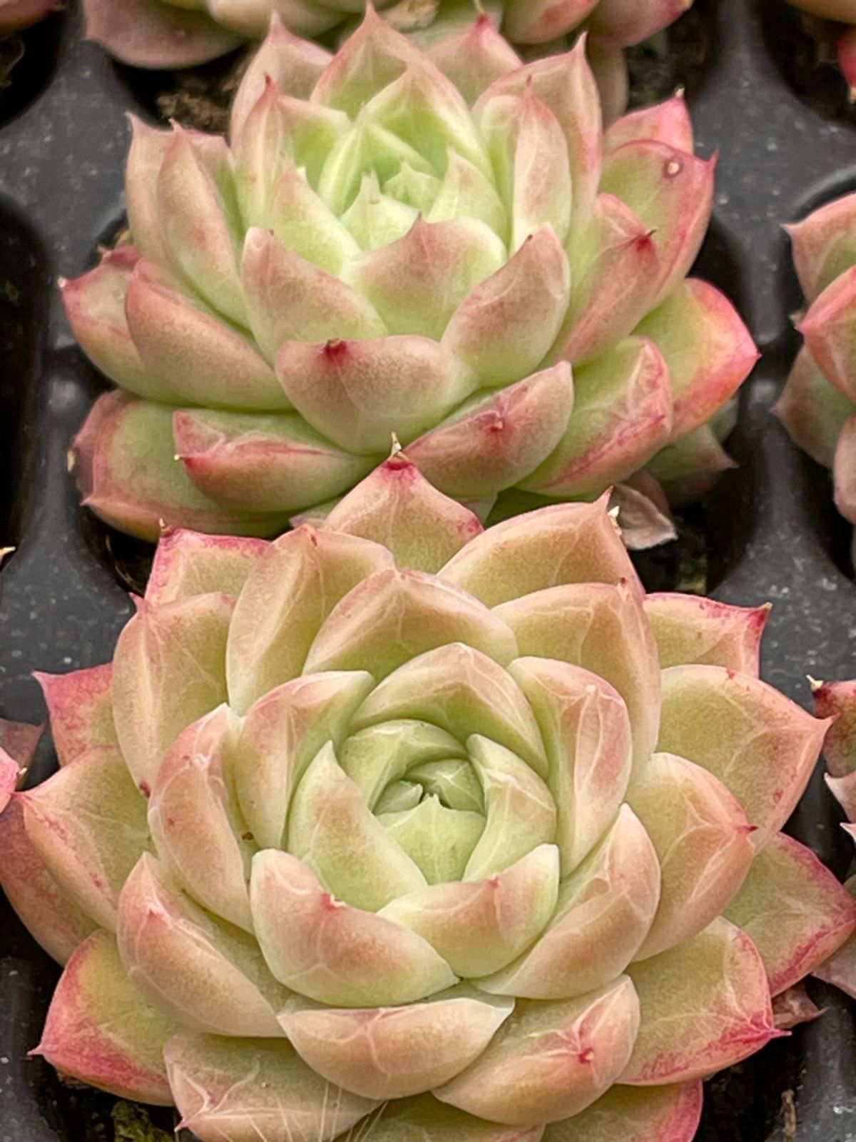 新入荷 赤の女王 鮮やかな105苗セット 土と根付き 多肉植物 エケベリア