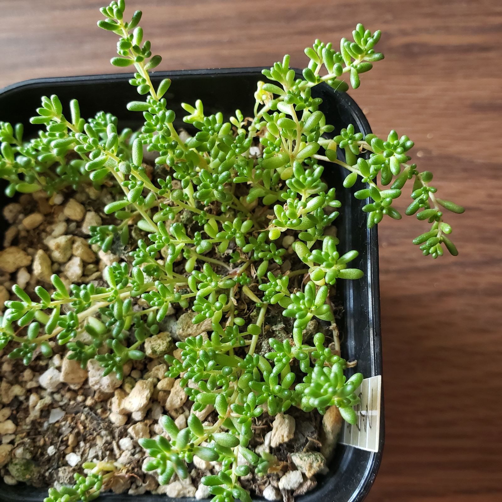 多肉植物 セダム アルブム ファロフォーム 抜き苗 - メルカリ