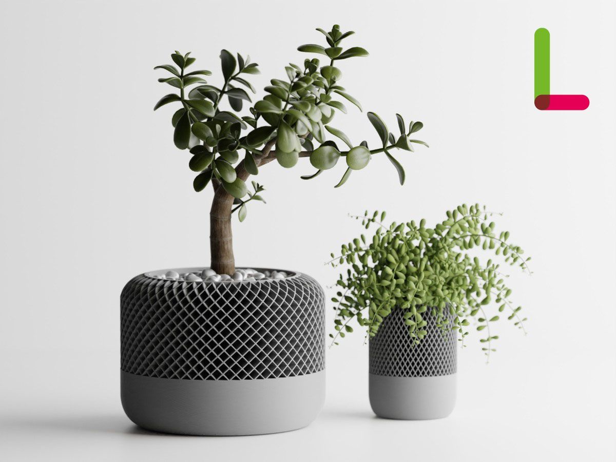 デラウェア 苗木 2苗セット taka様！現品、ブドウの苗木※紅伊豆