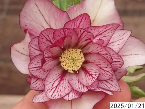 花1ガク0蕾2 開花株3.5号 小野寺園芸生産 多弁ダブル くるしく