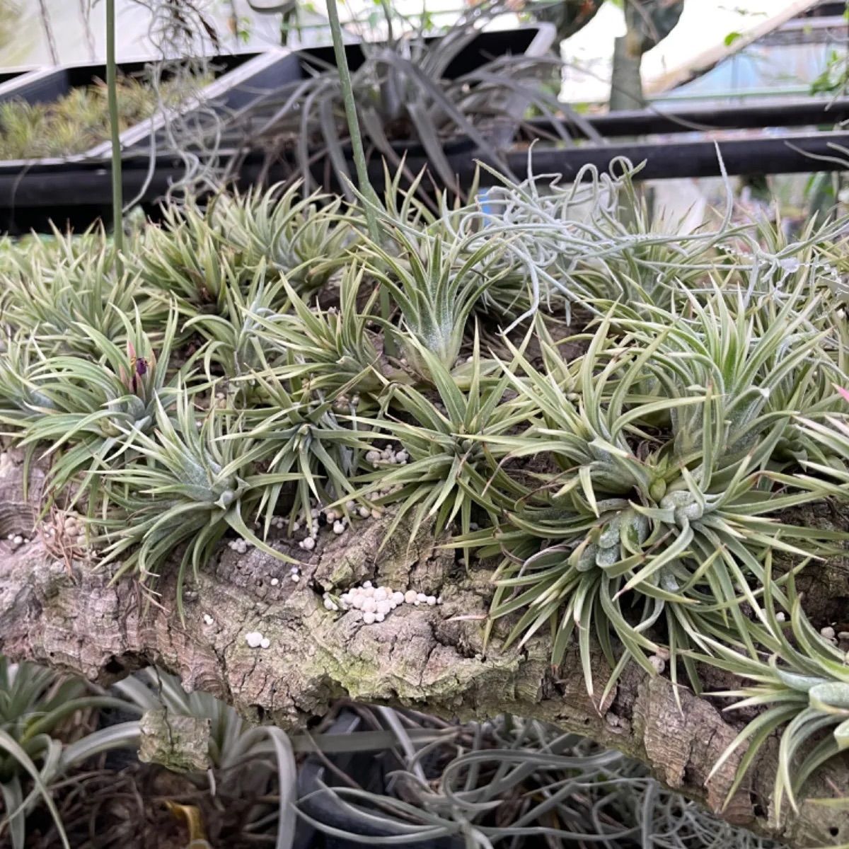 チランジア イオナンタ アルボマルギナータTillandsia ionantha