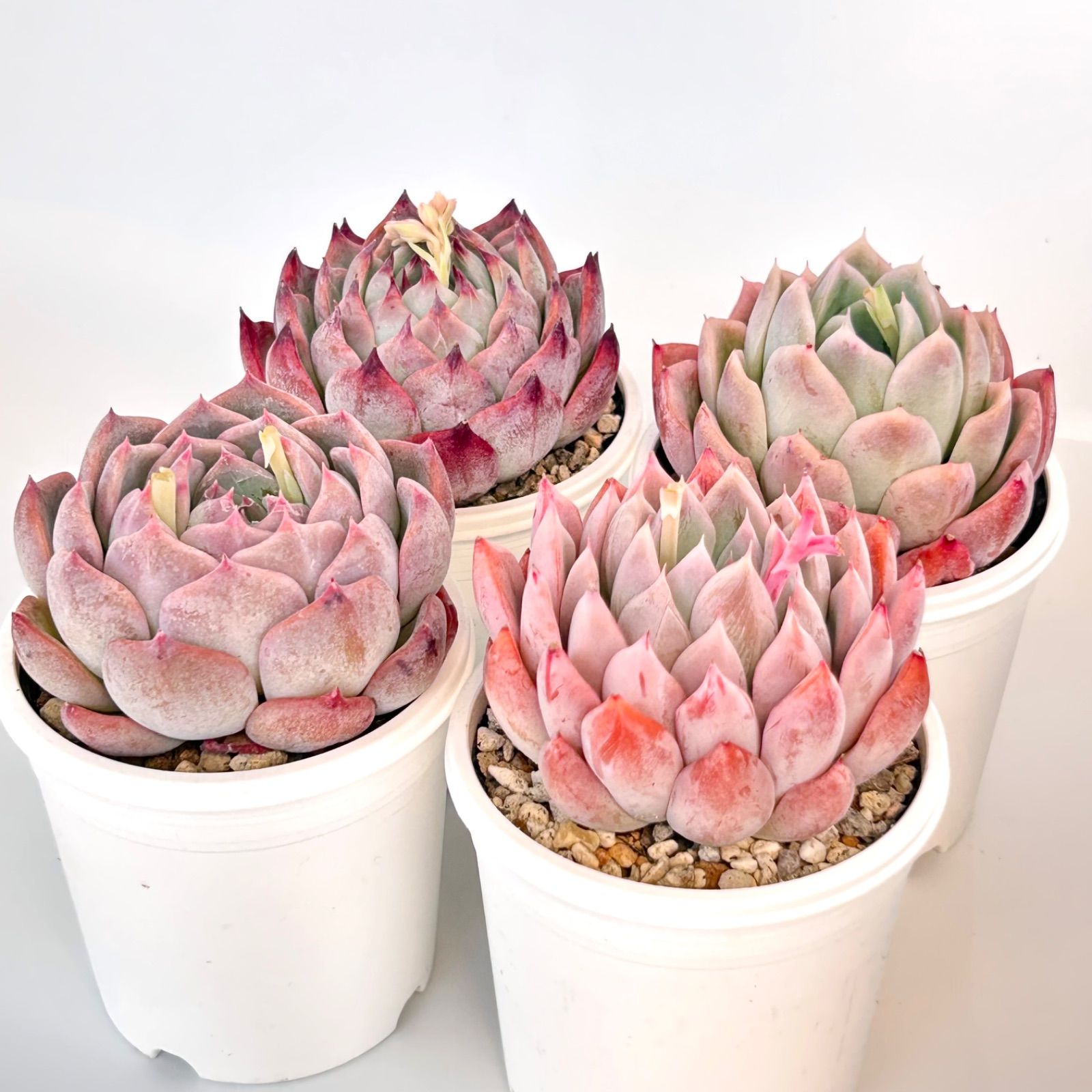 エケベリア ピンクローズ ピンクローズ | ❤️植物に心をトラレマシタ❤️