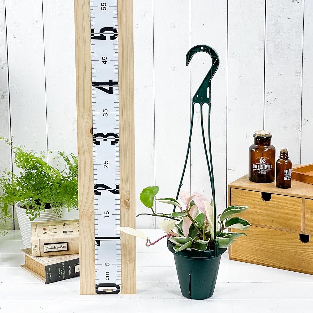 PLANCHU 観葉植物 ホヤ カルノーサ リップカラー 4号吊り鉢 育て