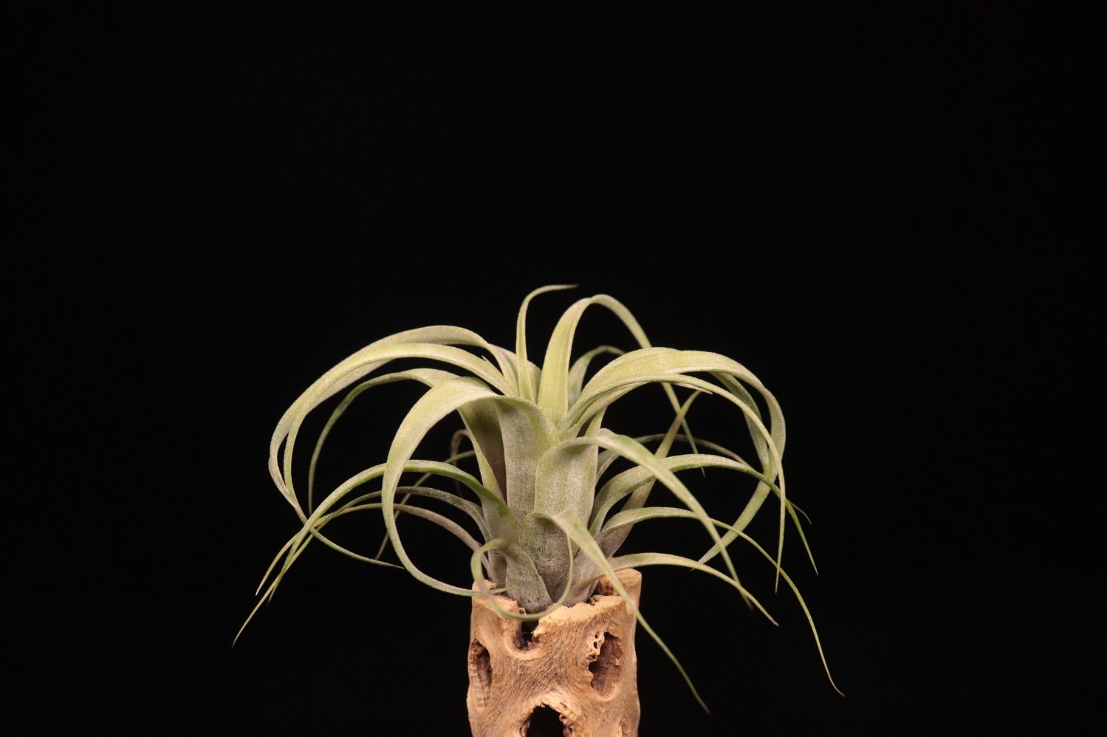 flexuosa bahamas Black Selected × streptophylla Belieze 〔エアプランツ〕現品発送T5321 plane plants