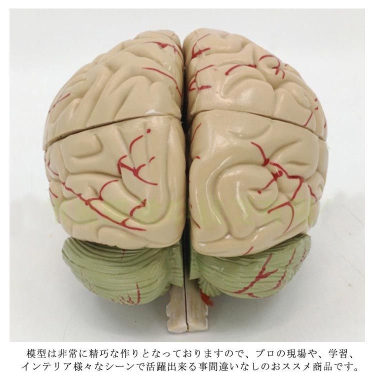 全8パーツ取り外し可能! 脳 模型 人体模型 脳解剖模型 脳モデル 図鑑 学習 医学 解剖 脳みそ 断面 頭蓋骨 大脳 脳模型 立体 仕組み 高性能  医療 断面図 勉強 医師 医学生 神経学 テスト dbu3383 - メルカリ