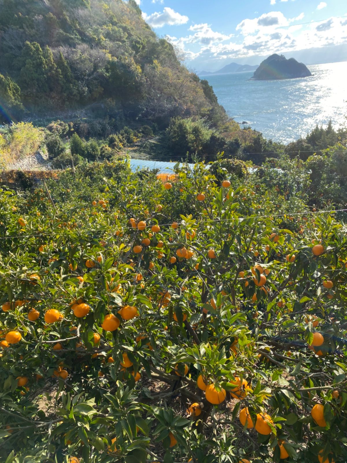 島育ち 低温熟成