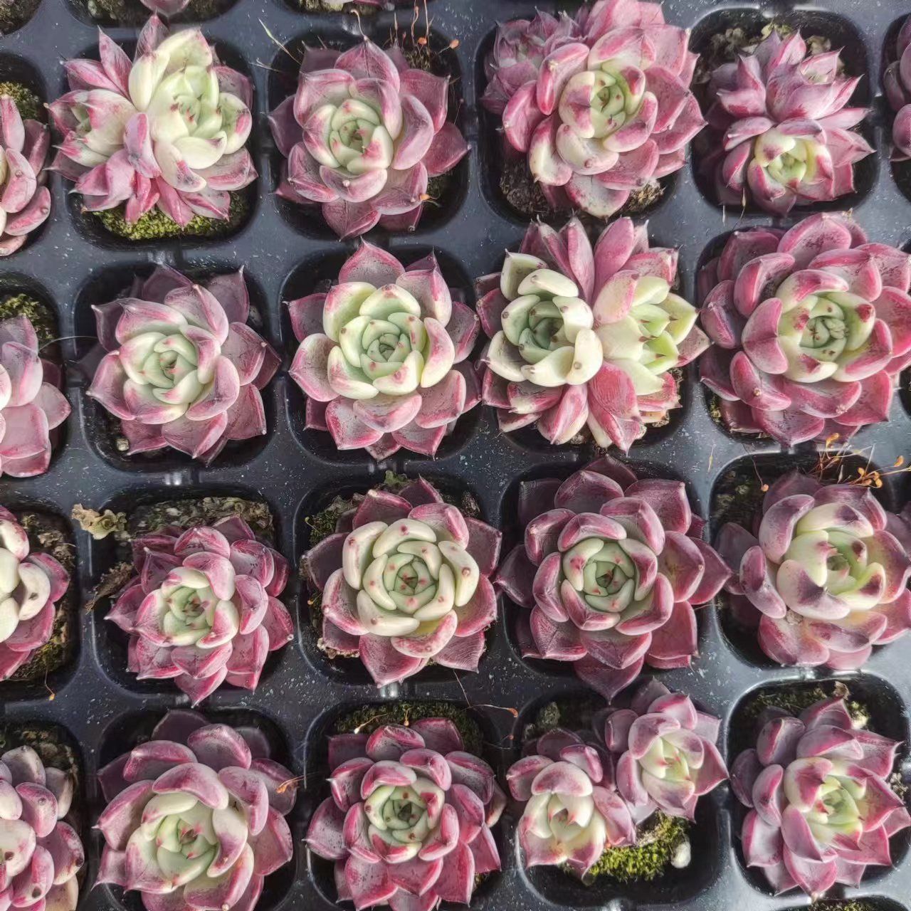 多肉植物　エルメス　韓国苗 エルメス(匠園芸 | RuPo 多肉植物専門店