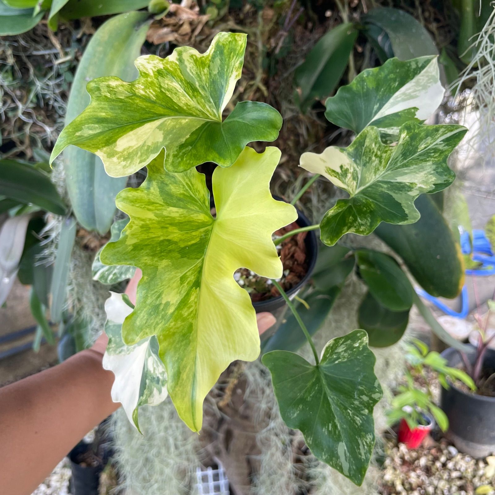 極斑】フィロデンドロン セローム 斑入り Philodendron Selloum