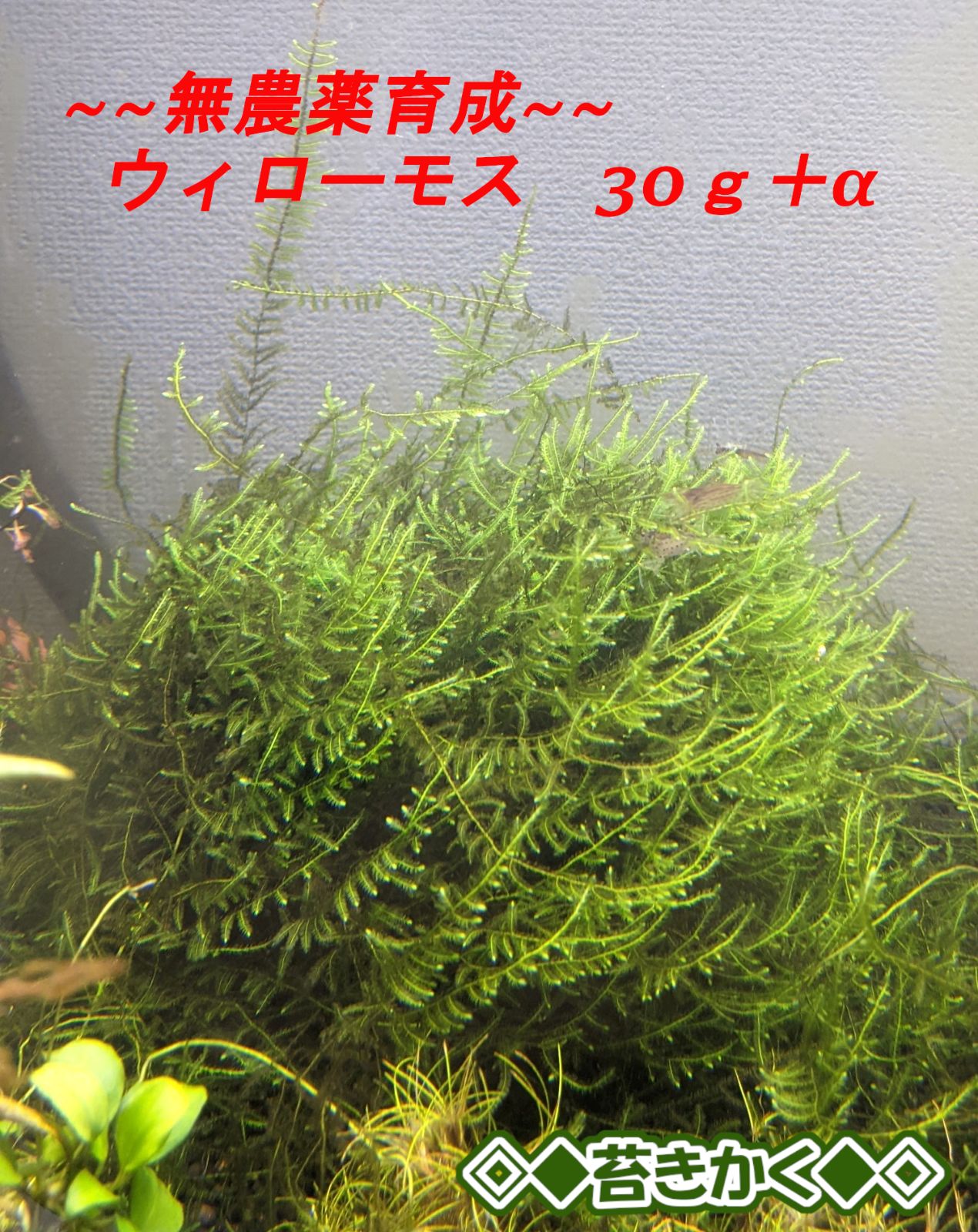 ◇ ウィローモス〖３０g＋α 〗無農薬育成◎ 即投入可◇ 第四種郵便発送