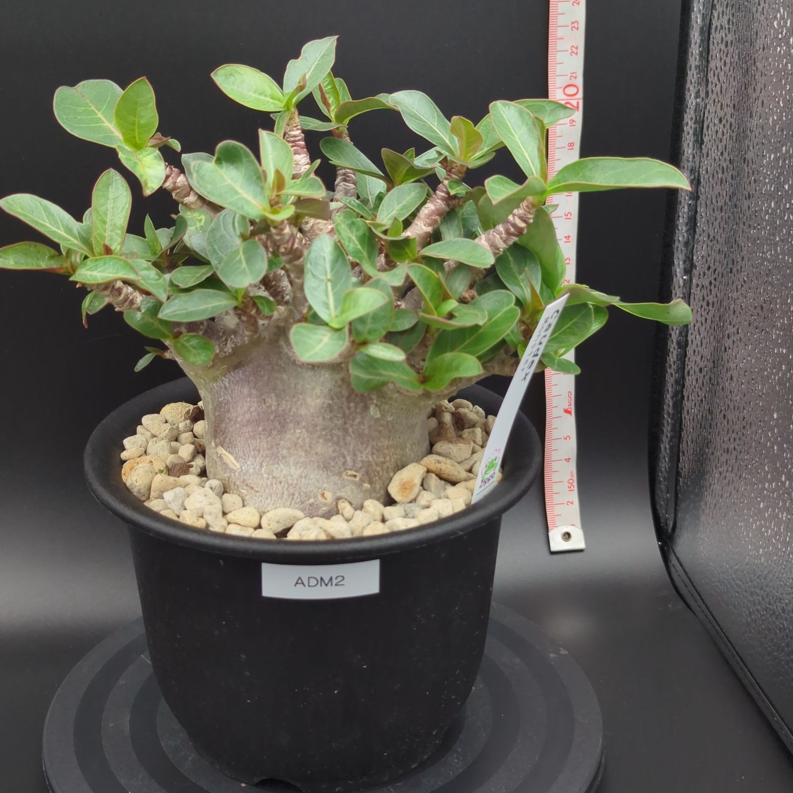 アデニウムアラビカム　モンスター　5号鉢　塊根植物　鉢ごと発送 5号サイズ【塊根植物】アデニウム アラビカム モンスター 鉢ごと