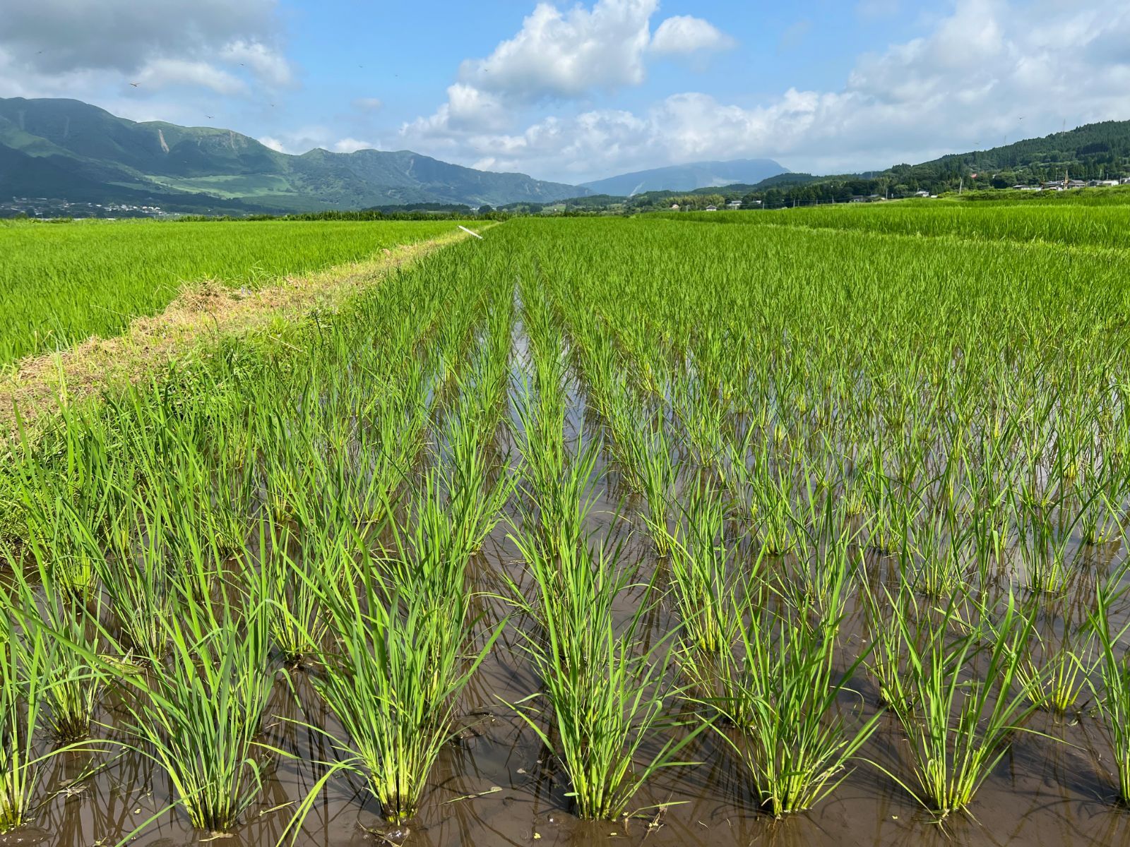 令和4年度産 自然栽培ぴかまる 2kg (bbs専用)-4