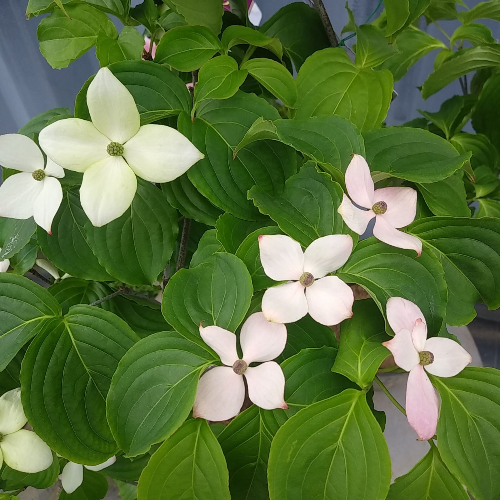 源平ヤマボウシ // 白からピンク（赤花） // 5号鉢苗木 // 落葉樹