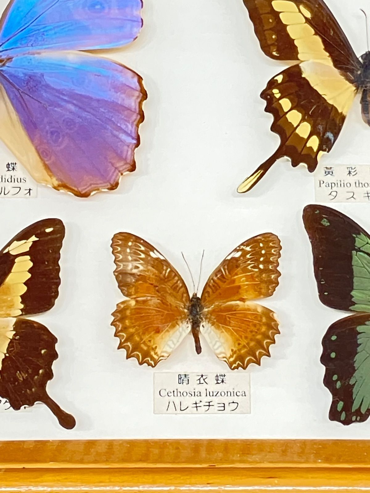 コモンアサギタイマ