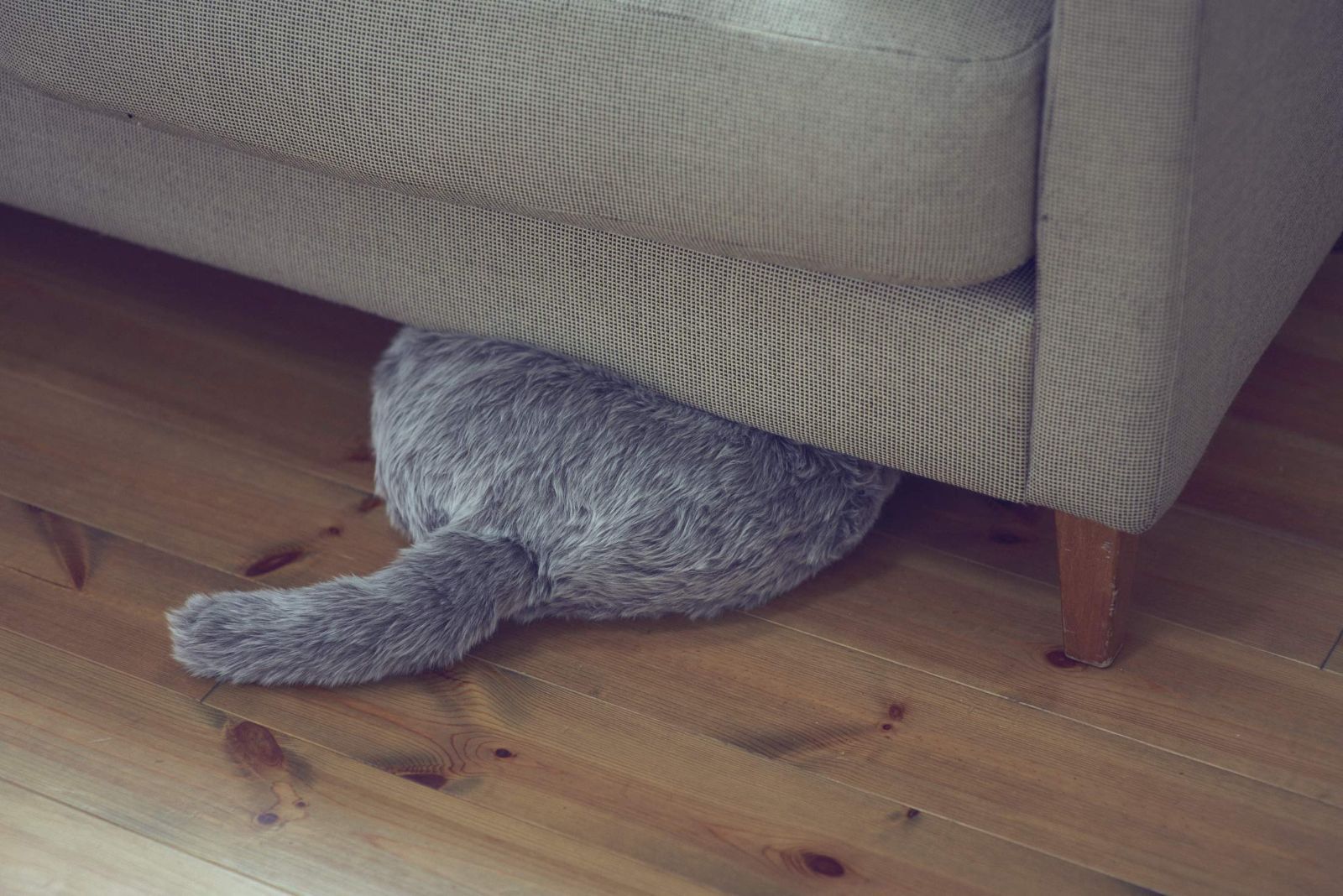 クッション セラピー