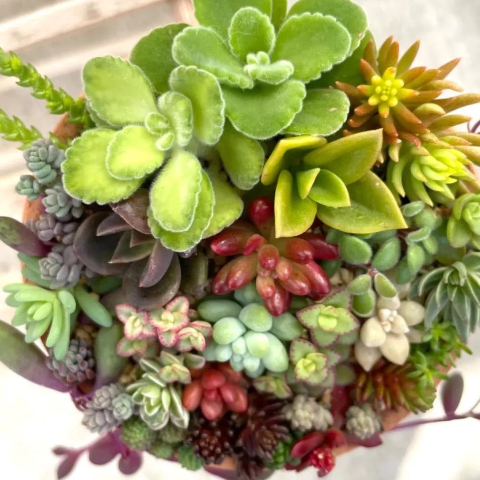 ☆レアセダム入り☆多肉植物寄せ植えセット☆ちまちま寄せ植え