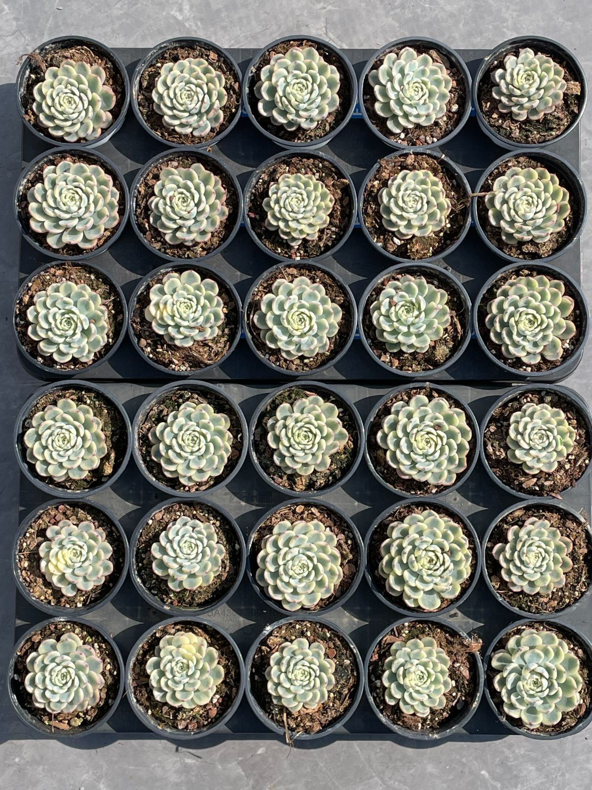抜き苗 キレンニシキ DP503×40株 ふっくら 多肉植物 エケベリア サボテン 韓国苗 新入荷