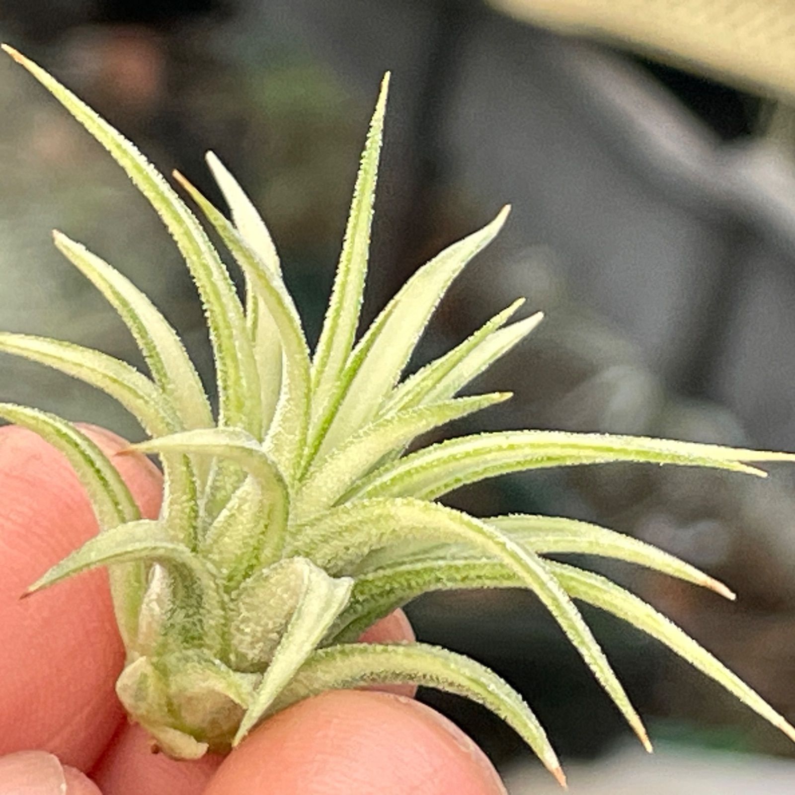 4.5φ×3.5]チランジア イオナンタ アルボマルギナータTillandsia