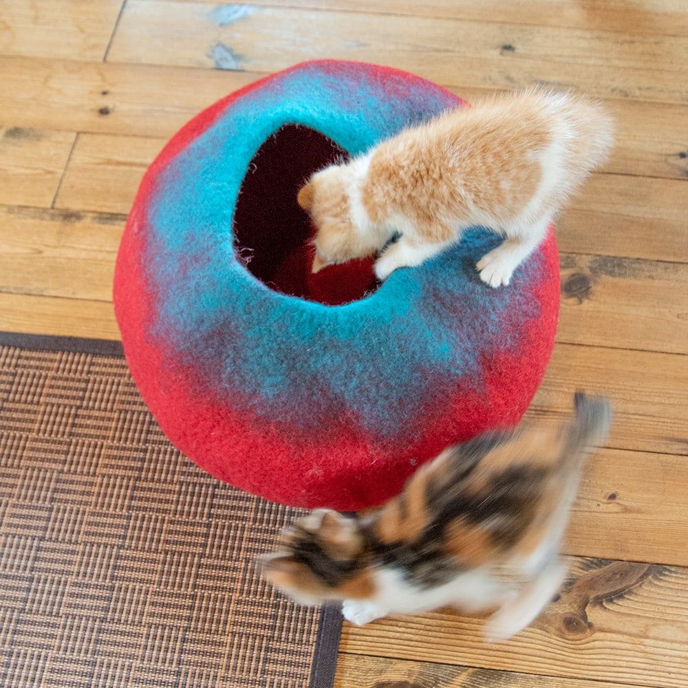 キャットハウス