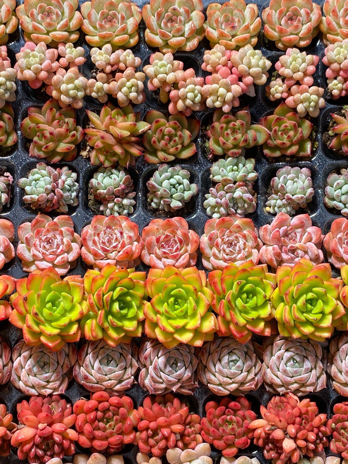 新入荷 15種類セット NT02×105苗 土付き 詰め合わせ 多肉植物 エケベリア 韓国苗 新入荷 YUZUMIYA_COM