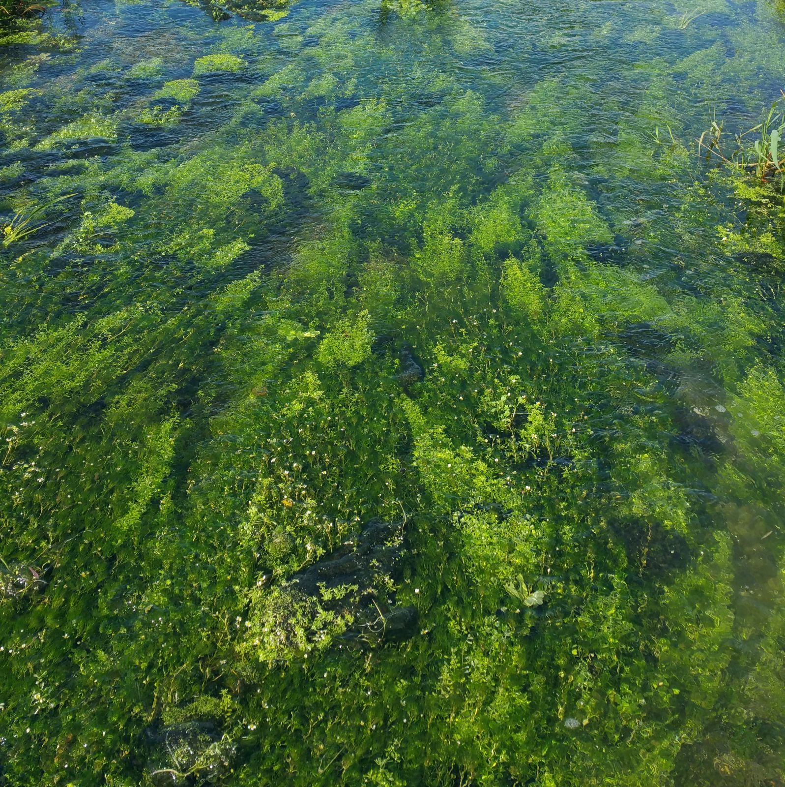 クールで発送 3000本以上 阿蘇の湧水で育った水草 天然アナカリス