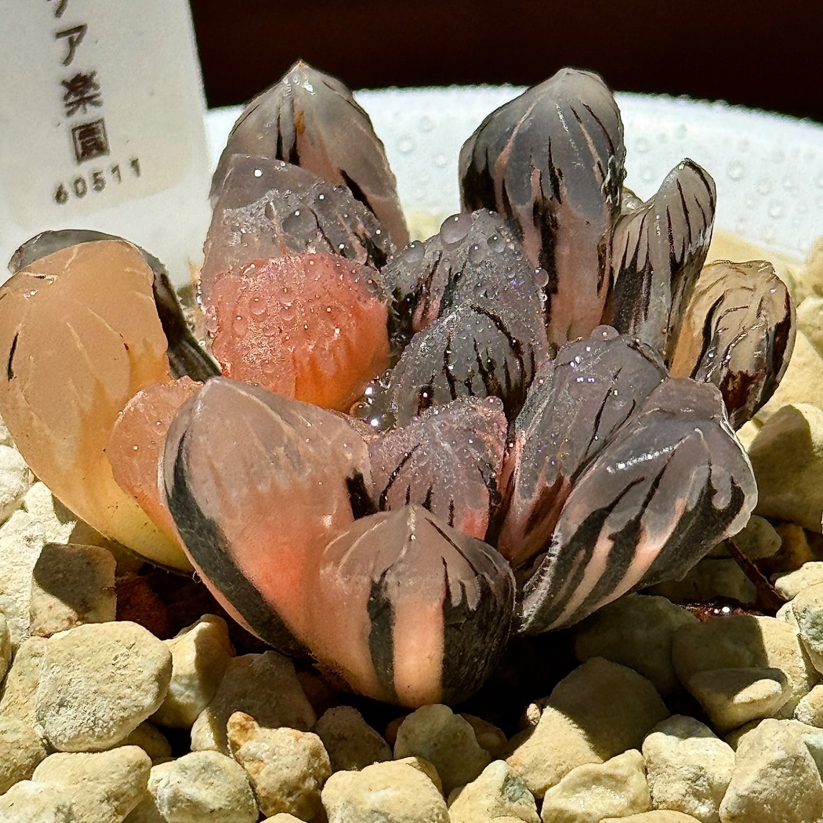 ハオルチア 水晶オブツーサ 極上斑 ハオルチア 水晶オブツーサ 極上斑