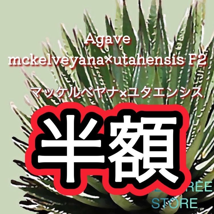 アガベ マッケルベヤナ x ユタエンシス 種子 20粒 α Agave Mckelveyana x Agave Utahensis F2 暑苦し 20