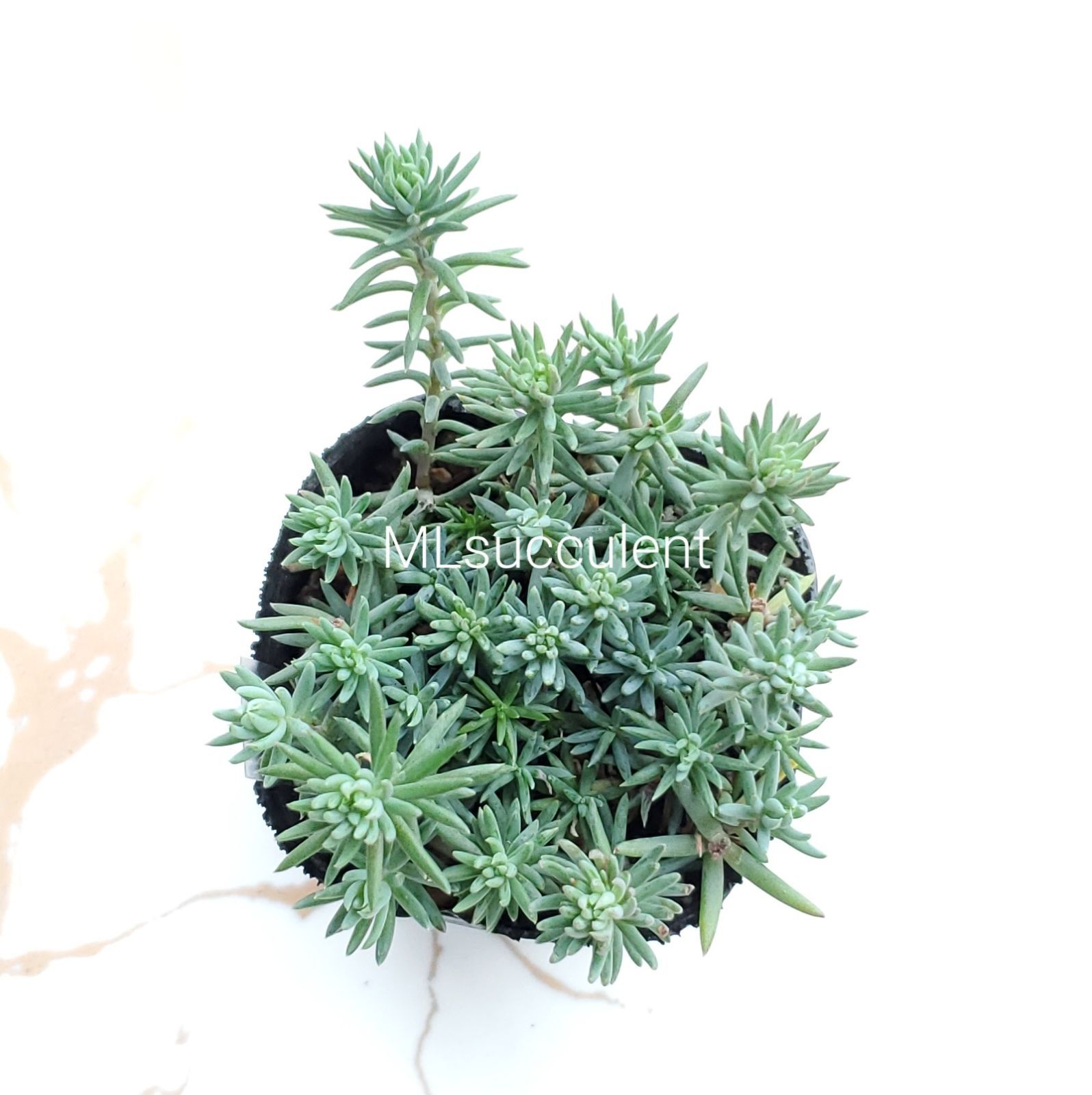 セダム抜き苗 Amazon.co.jp: 多肉植物 セダム抜き苗セット ミックスセダム