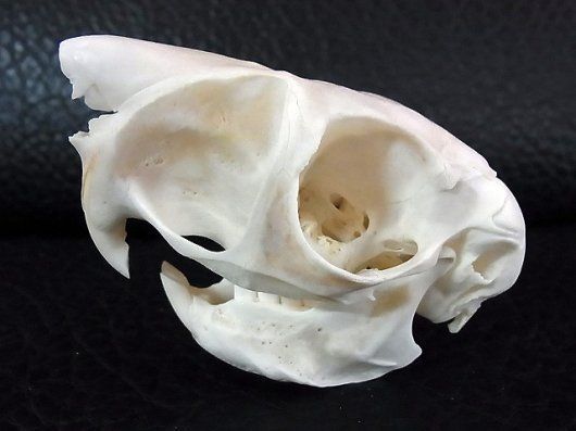 トビウサギ　Springhare　頭骨　※データ付属します トビウサギSpringhare頭骨※データ付属します