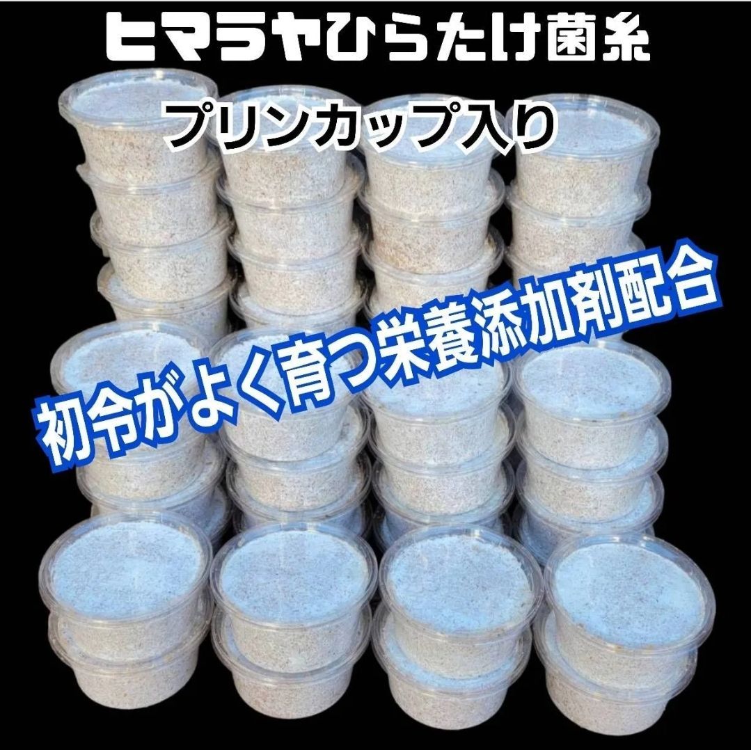 4個セット 初令