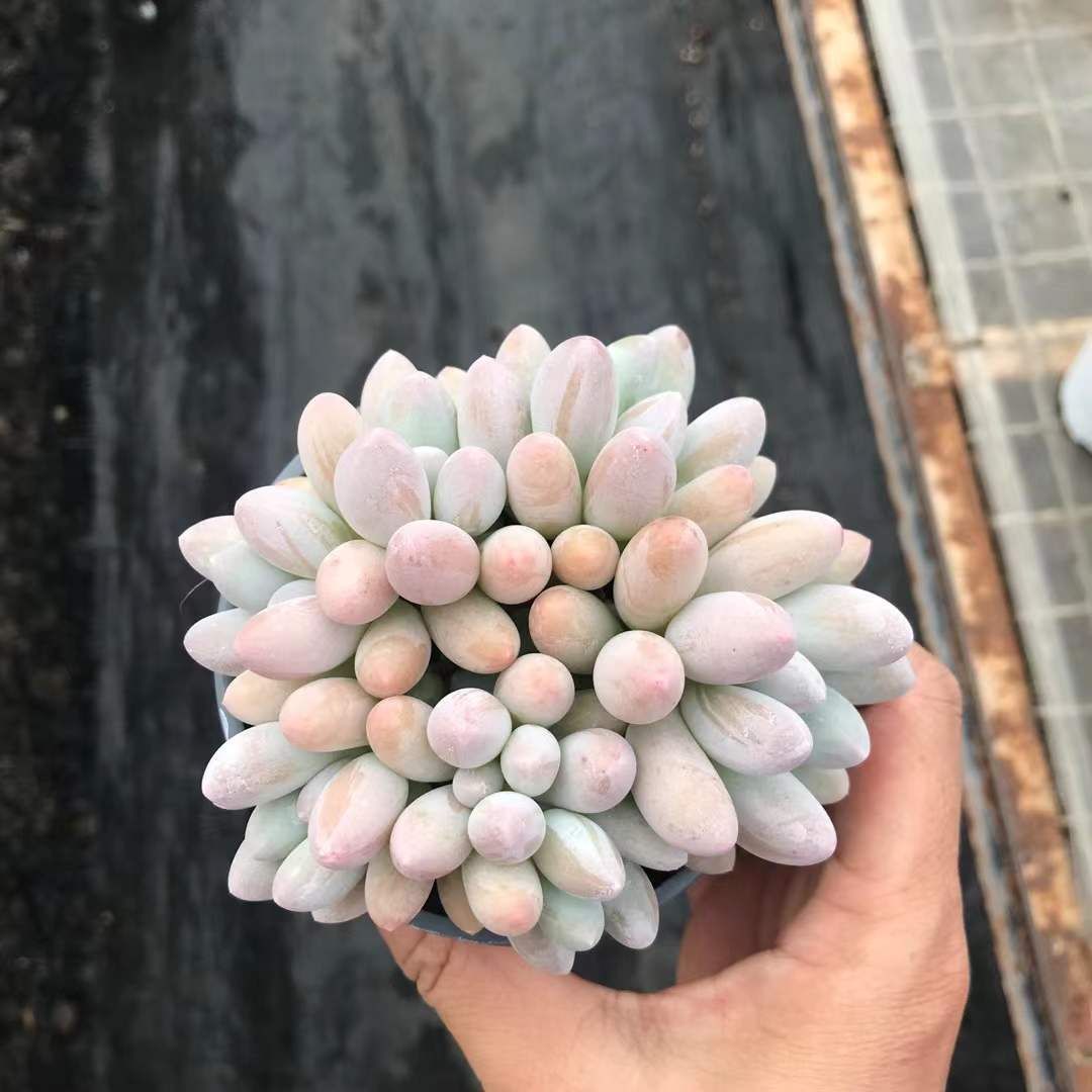 SKL1243×36 タンエンマルチ 抜き苗 多肉植物 アエオニウム エケベリア 韓国苗