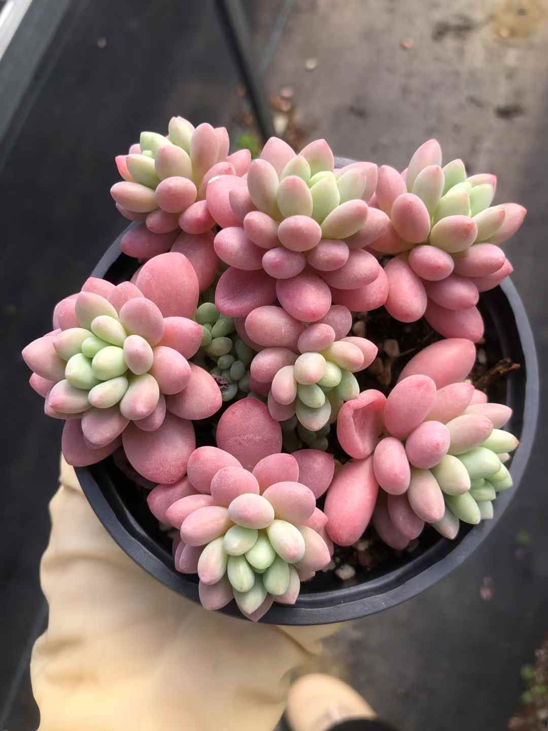 MWHY1114×30 キャビア 抜き苗 多肉植物 アエオニウム エケベリア 韓国苗