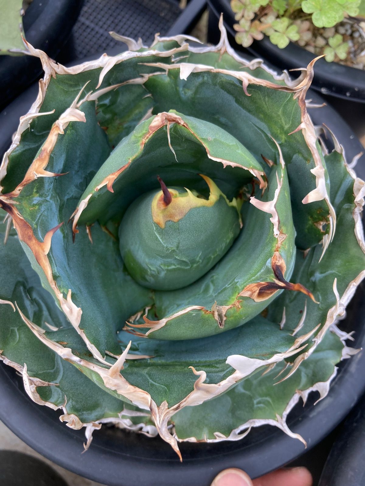 Agave titanota 白鯨 大株 オテロイ アガベ チタノタ オテロイ 白鯨錦