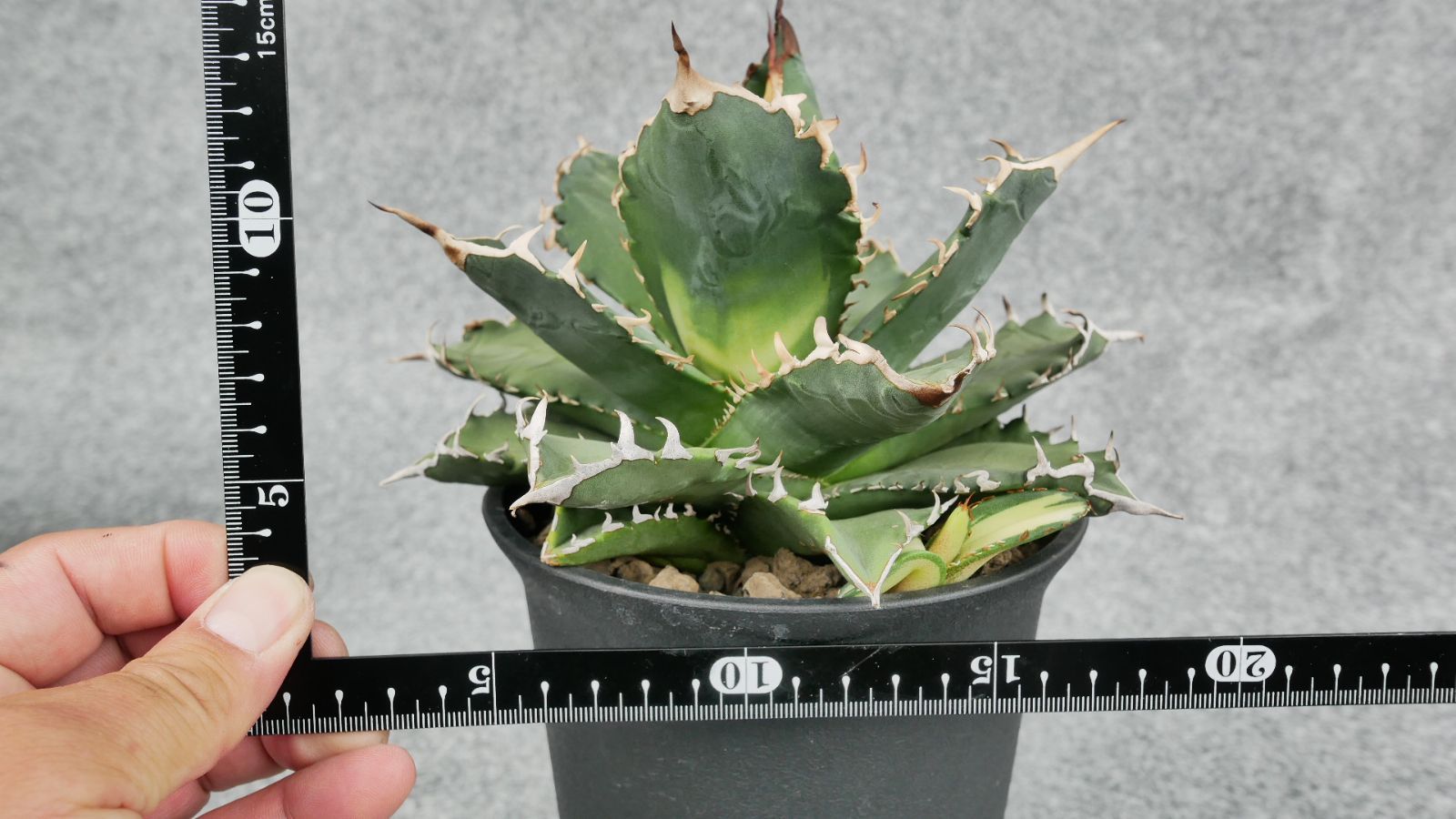 鉢ごと発送】アガベ チタノタ 夕映厳龍 / Agave Titanota