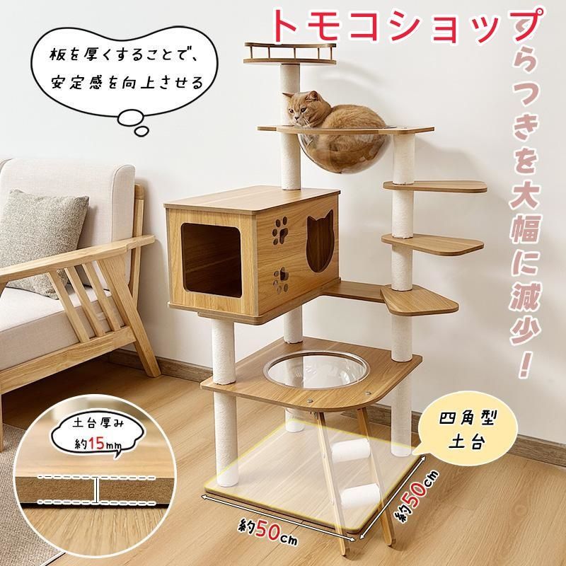 短足猫 シニア猫